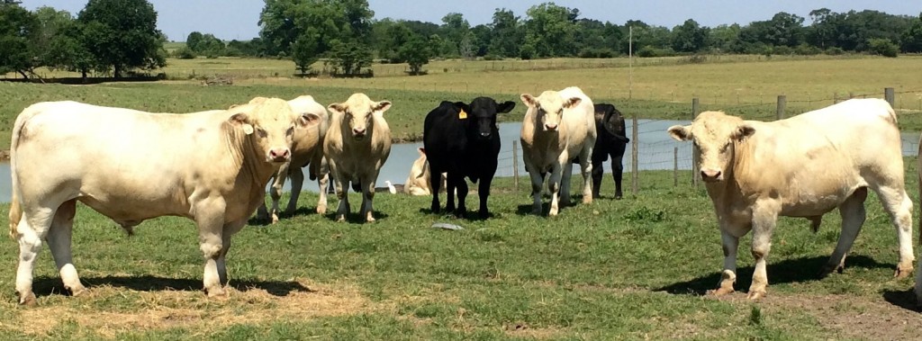 Meadows Creek Farm Charolais Angus Bulls
