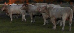 Meadows Creek Farm Charolais Bulls 3