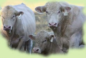 Meadows Creek Farm Charolais Bulls