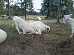 Couldn't wait until supper...a Meadows Charolais trait! Photo and quote from Meadows Creek bull and heifer customer, David Burkett