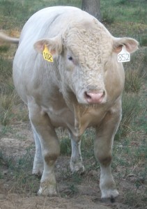 Meadows Creek Farm Charolais Bull 102
