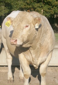 Meadows Creek Farm Charolais Bull 109