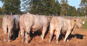 Meadows Creek Farm Charolais Bulls 2