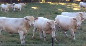 Meadows Creek Farm Charolais Bulls 4